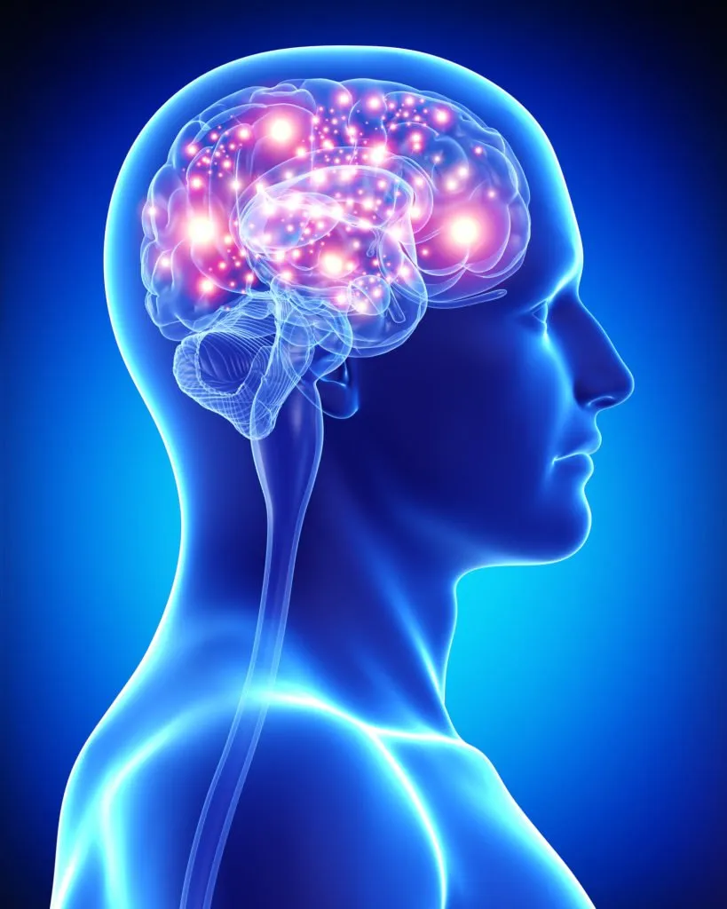 The Brain ReGen IV