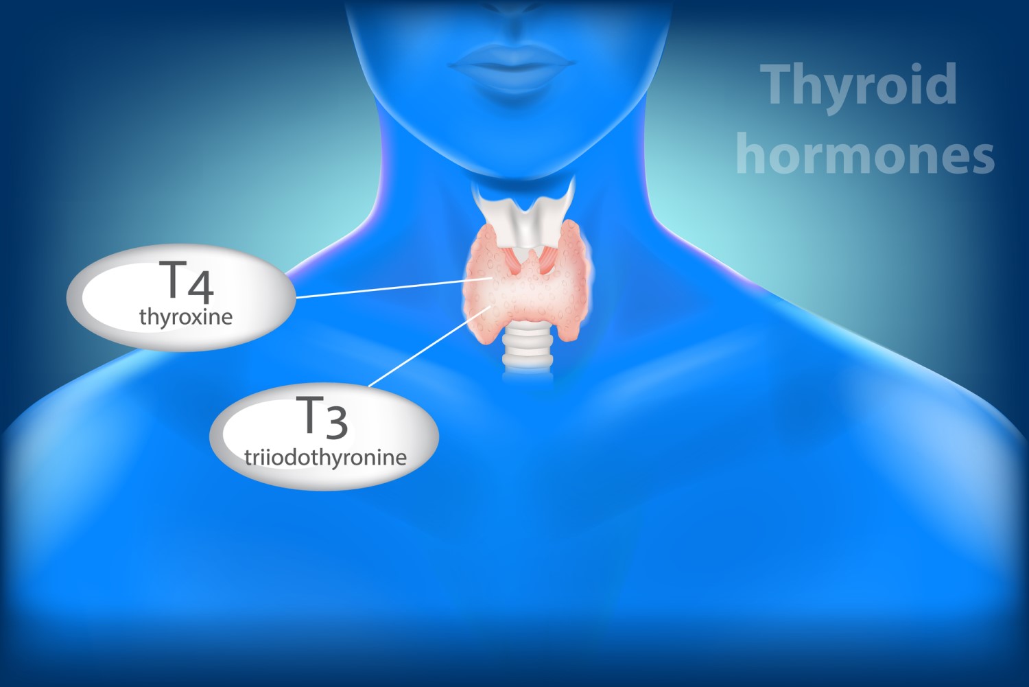 Understanding Thyroid Dysfunction: Symptoms, Diagnosis, and Management