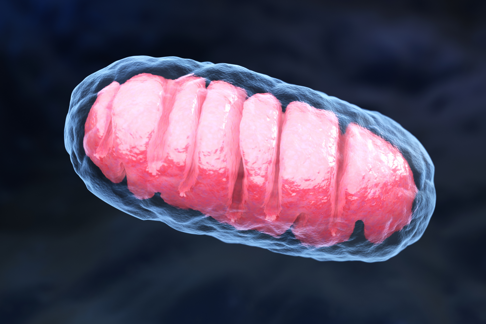 Mitochondria & Metabolism: The Energy-Aging Connection You Need to Know