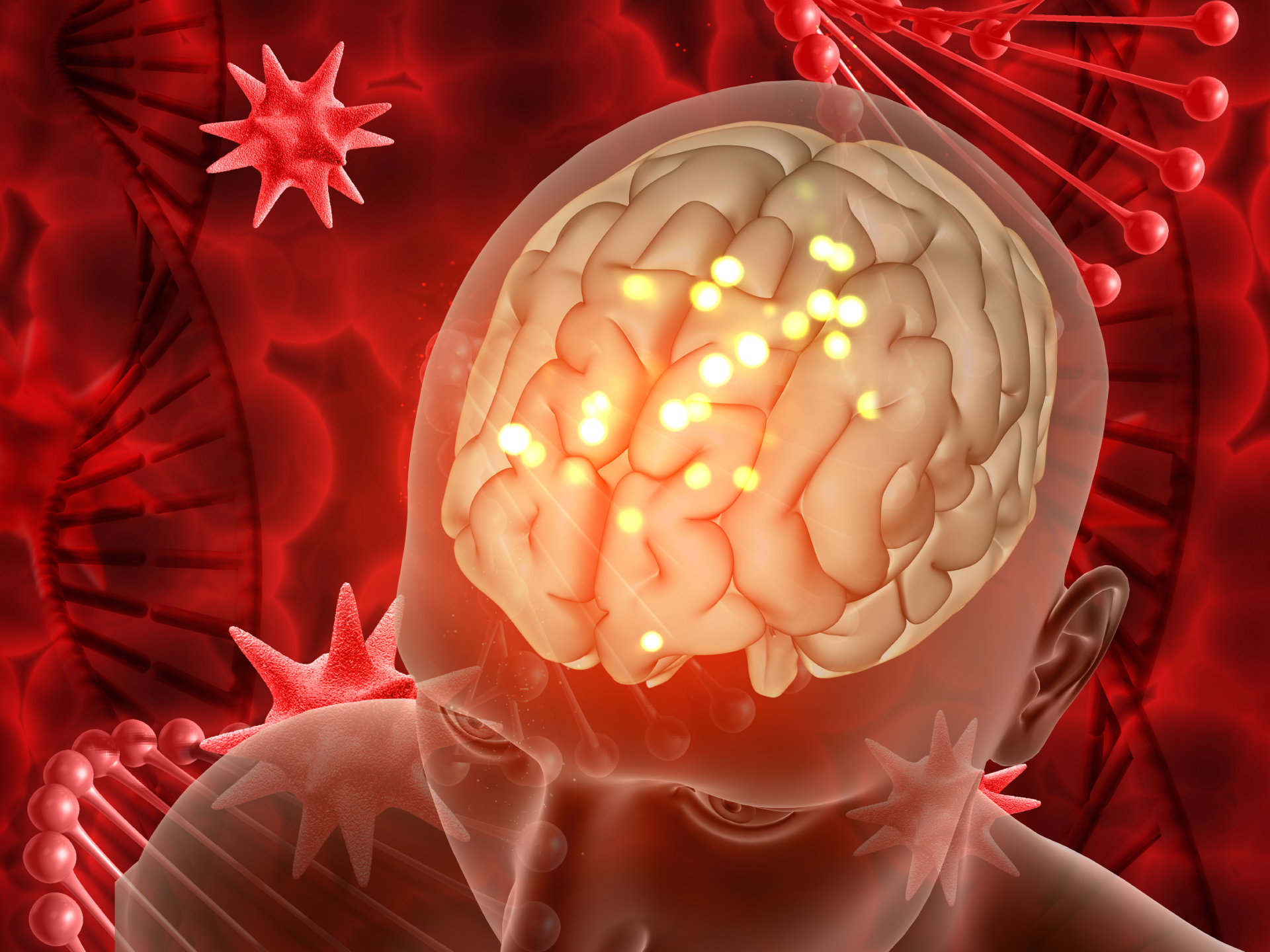 The Blood-Brain Barrier and Gut Health: Why It Matters for Cognitive Aging